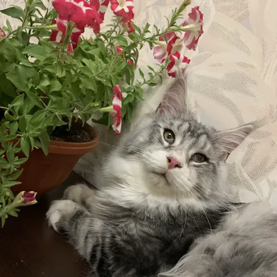 Котенок мейн-кун