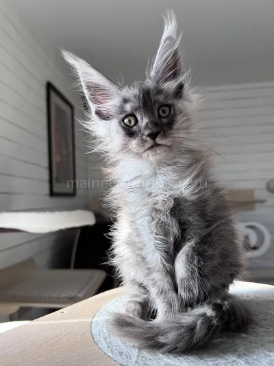 Gabrielle — Maine Coon kitten, Black smoke MCO ns