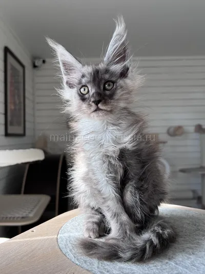 Gabrielle — Maine Coon kitten, Black smoke MCO ns