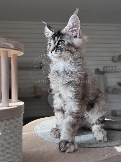 Flora — Maine Coon kitten, Tortie Silver Classic Tabby MCO fs 22