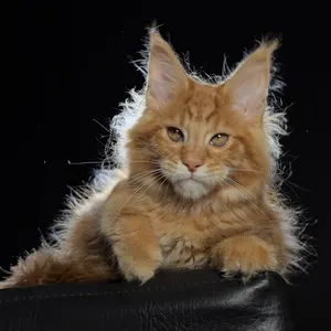 Котенок мейн-кун