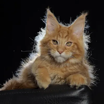 Котенок мейн-кун