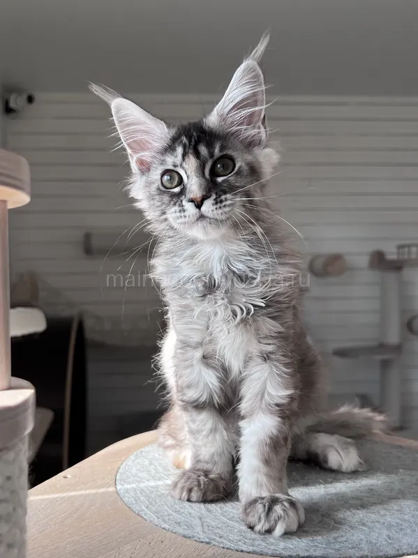 Maine Coon kitten Tortie Silver Classic Tabby MCO fs 22 Girl