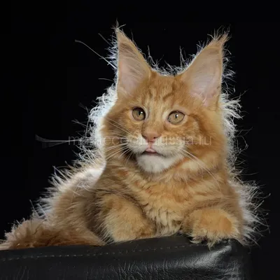 Котенок мейн-кун