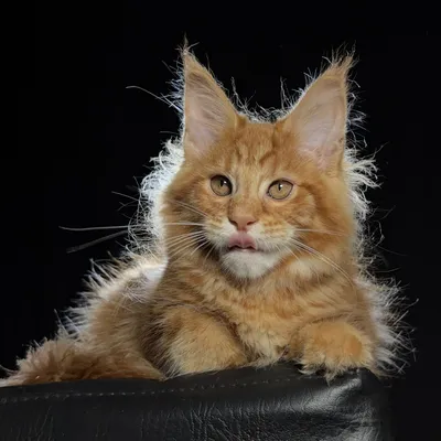 Котенок мейн-кун