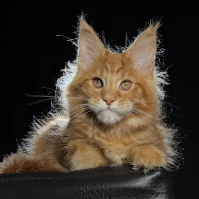 Котенок мейн-кун