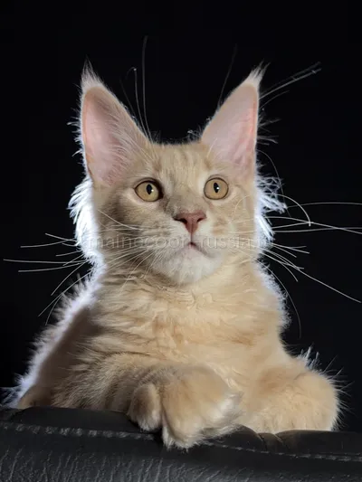 Elvis — Котенок мейн-кун, Кремовый дым MCO es