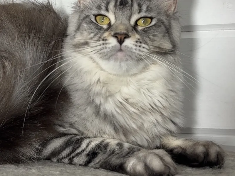 Котенок мейн-кун Черный серебрянный тигровый MCO ns 23 Девочка