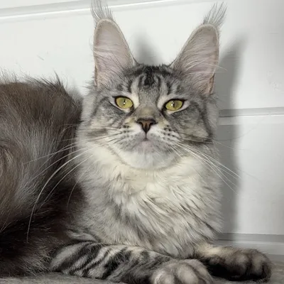 Котенок мейн-кун