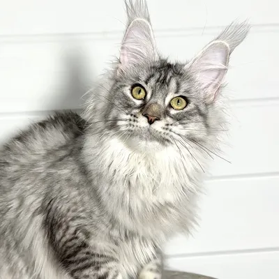 Котенок мейн-кун