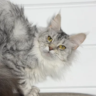 Котенок мейн-кун