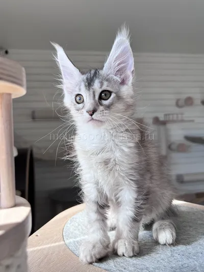 Gerda — Maine Coon kitten, Black Silver marble, rossetes blotched MCO ns 25