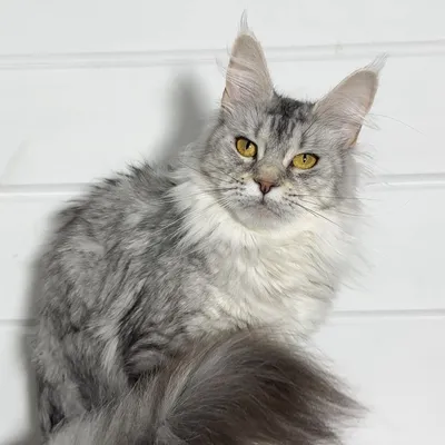 Котенок мейн-кун