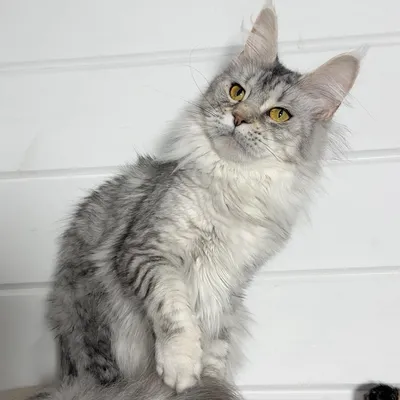 Котенок мейн-кун