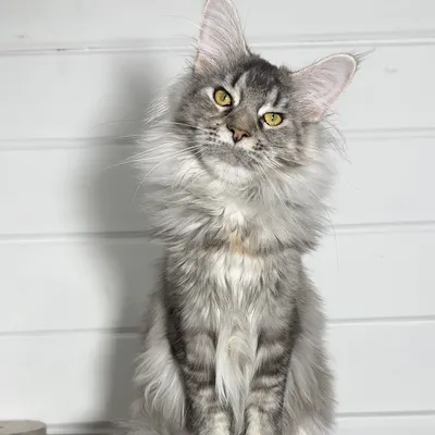 Котенок мейн-кун