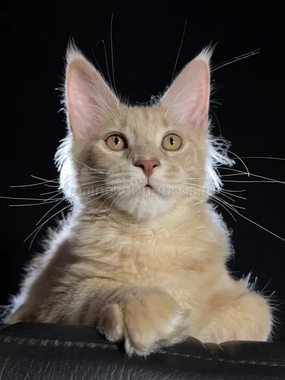 Elvis — Котенок мейн-кун, Кремовый дым MCO es