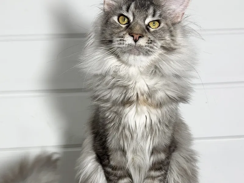 Котенок мейн-кун Черный черепаховый  тикированный  на сербер MCO fs 25 Девочка