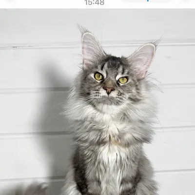 Котенок мейн-кун