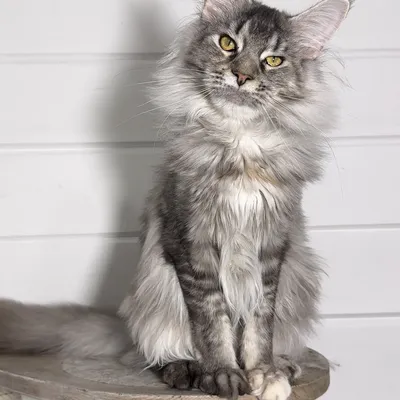 Котенок мейн-кун