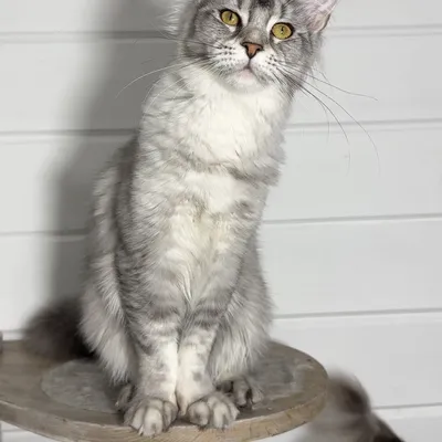 Котенок мейн-кун