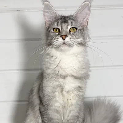 Котенок мейн-кун