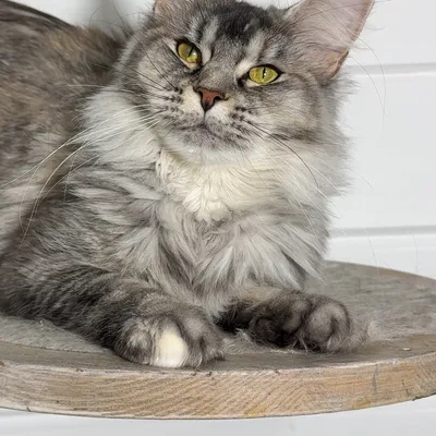 Котенок мейн-кун