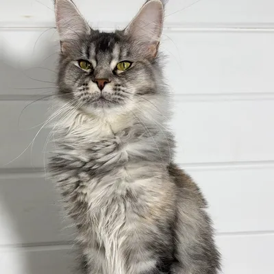 Котенок мейн-кун