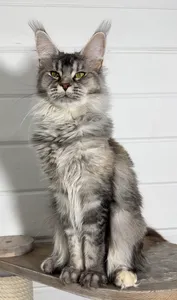 Котенок мейн-кун