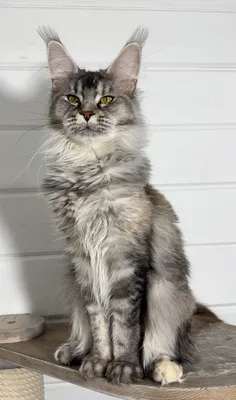 Котенок мейн-кун