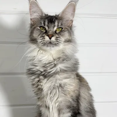 Котенок мейн-кун