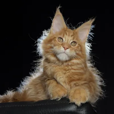 Котенок мейн-кун