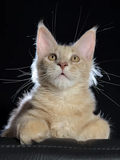 Elvis — Котенок мейн-кун, Кремовый дым MCO es
