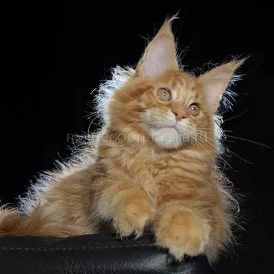 Котенок мейн-кун