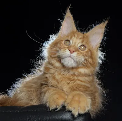 Котенок мейн-кун