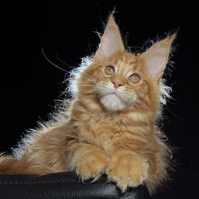 Котенок мейн-кун
