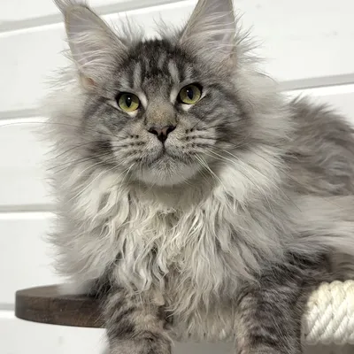 Котенок мейн-кун