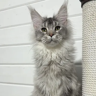 Котенок мейн-кун