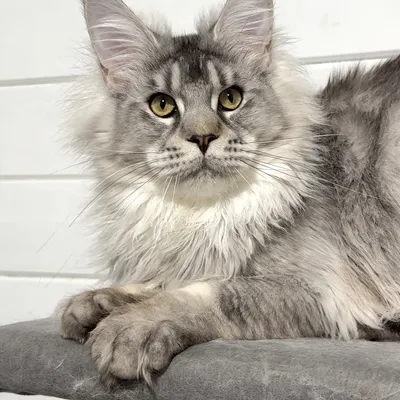 Котенок мейн-кун