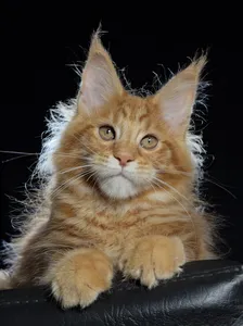 Котенок мейн-кун