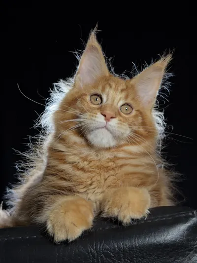 Котенок мейн-кун
