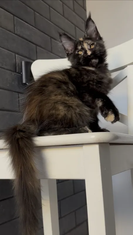 Maine Coon kitten Tortie Mac Tabby MCO f 23 Girl