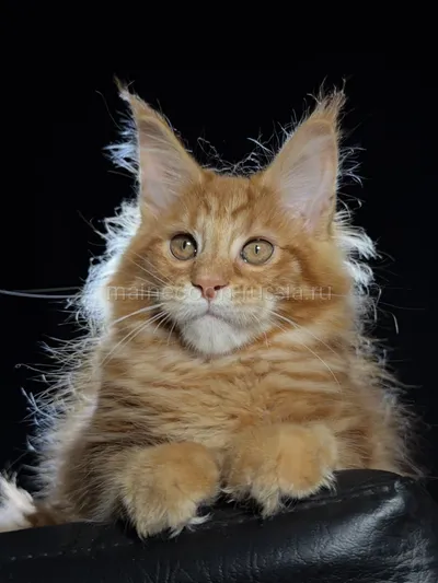 Котенок мейн-кун