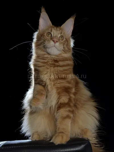 Crater — Maine Coon kitten, Red Classic Tabby MCO d 22