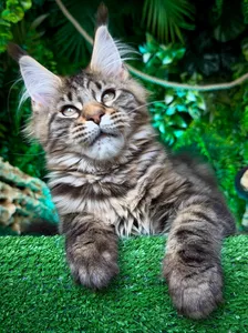 Котенок мейн-кун