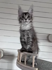Gera