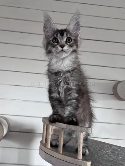 Gera — Maine Coon kitten, Black Silver marble, rossetes blotched MCO ns 25