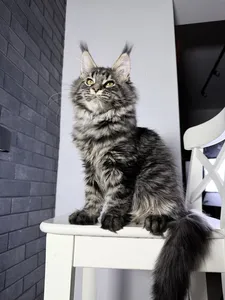 Maine Coon kitten