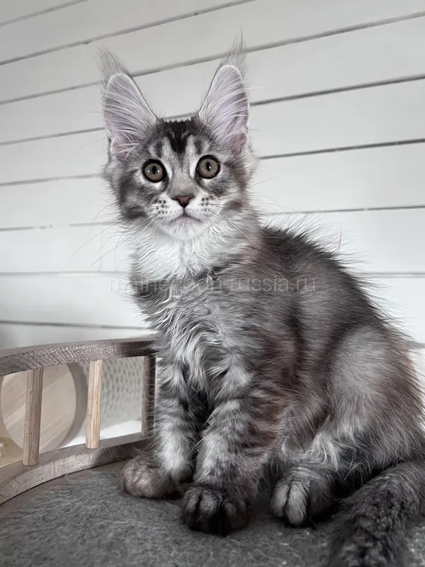 Maine Coon kitten Black Silver marble, rossetes blotched MCO ns 25 Girl