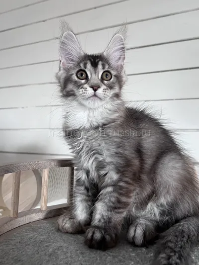 Gera — Maine Coon kitten, Black Silver marble, rossetes blotched MCO ns 25