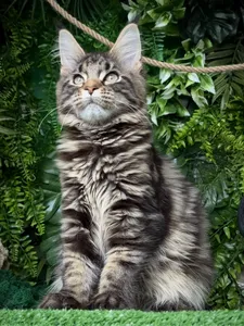 Котенок мейн-кун